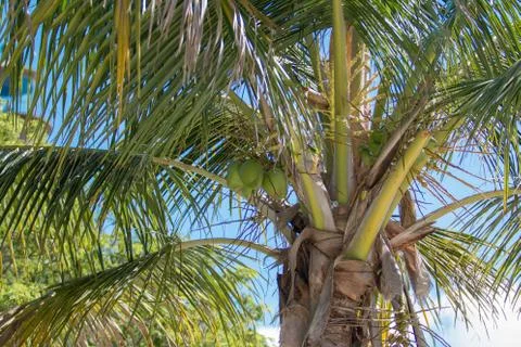 Coconut palm tree Stock Photos