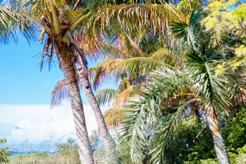 Coconut palm tree Stock-Fotos