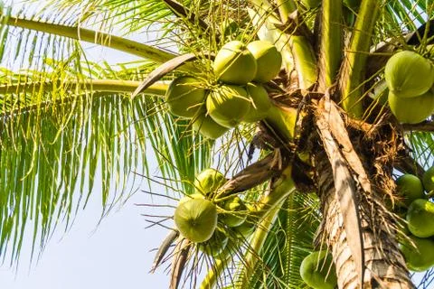 Coconut palm tree Stock Photos