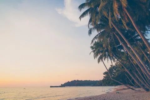 Coconut palm tree Stock Photos