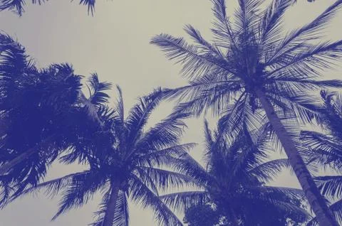 Coconut palm tree Stock Photos