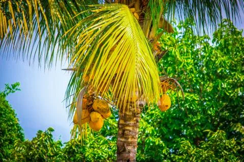 Coconut palm tree Stock Photos