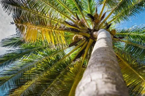 Coconut Palm Tree Stock Photos