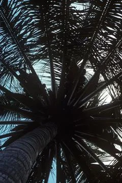 Coconut palm tree 스톡 사진
