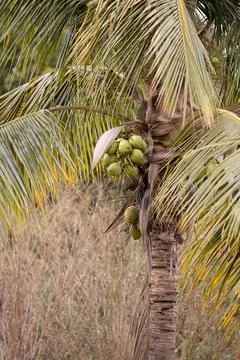 Coconut Palm Tree Foto stock