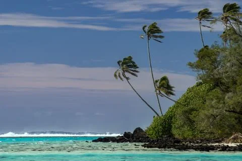 Coconut palm tree on polynesia crystal waters sandy beach Stock Photos