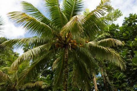 Coconut palm tree in the rain forest in the Portland Parish, Jamaica Stock Photos