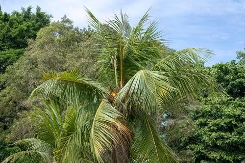 Coconut Palm Tree with Ripe Fruit in Tropical Area Stock Photos