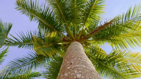 A Coconut Palm Tree Rotates Against the Blue Sky. Vacation on a Tropical Island Stock Footage 264577134