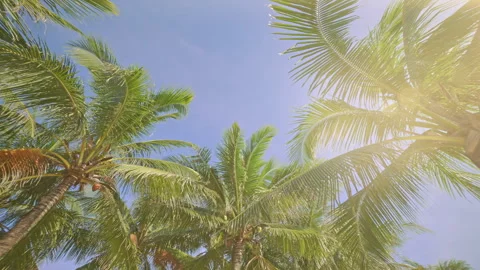 A Coconut Palm Tree Rotates Against the Blue Sky. Stock Footage 302536356