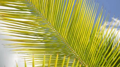 Coconut Palm tree on the sandy beach in Hawaii, Kauai. 4k Stock Footage 165873976