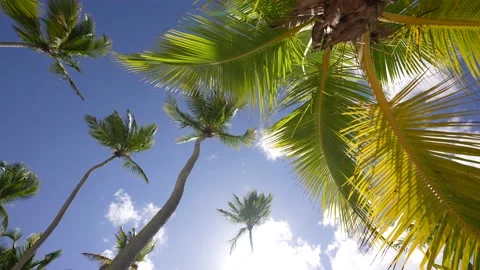 Coconut Palm tree on the sandy beach in Hawaii, Kauai. Paradise Stock Footage 166231182