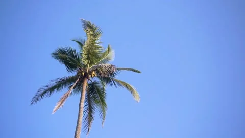Coconut Palm tree shaking with blue sky background Vídeos de archivo 154867238