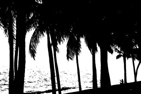 Coconut Palm Tree Silhouette. Vector Illustration. Stock Illustration