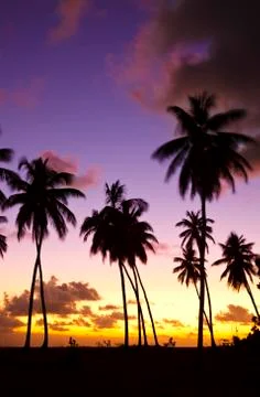 Coconut palm tree silhouettes in front of a beautiful caribbean sunset. Stock Photos