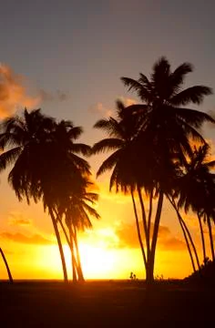 Coconut palm tree silhouettes in front of a beautiful caribbean sunset. Stock Photos