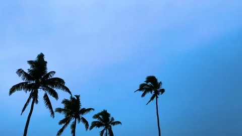 Coconut Palm Tree Silhouettes Swaying in Strong Wind Stock Footage 344230722