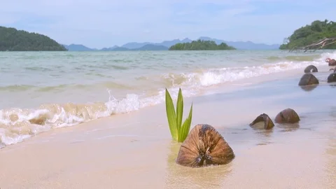 Coconut palm tree sprout with green leaves growing on sandy beach Stock Footage 112233904