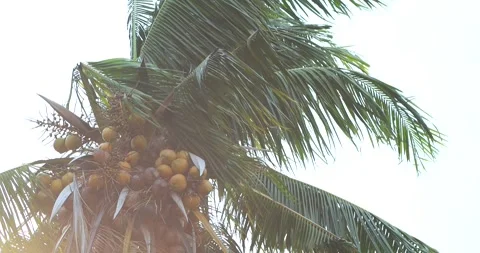 Coconut palm tree in strong storm wind, Swaying violently. Tropical weather Stock Footage 334733385