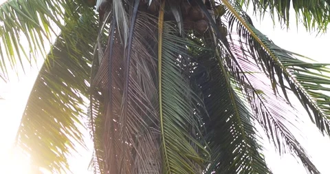 Coconut palm tree in strong storm wind, Swaying violently. Tropical weather Stock Footage 334948388