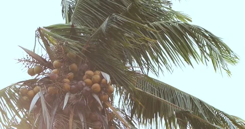 Coconut palm tree in strong storm wind, Swaying violently. Tropical weather Stock Footage 335229290