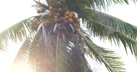 Coconut palm tree in strong storm wind, Swaying violently. Tropical weather Stock Footage 335734521