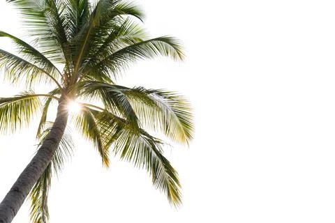 Coconut palm tree with sun light isolated on white background Stock Photos