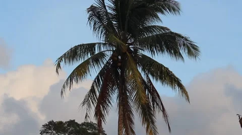Coconut Palm Tree on Sunrise Stock Footage 55629309