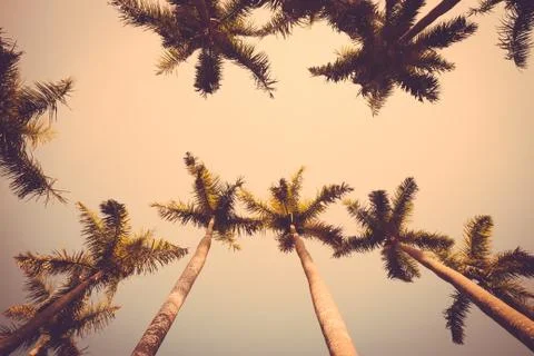 Coconut palm tree sunset silhouette vintage retro Stock Photos