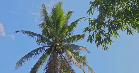 Coconut palm tree swaying, blue sky background, tropical nature Stock Footage 342510605
