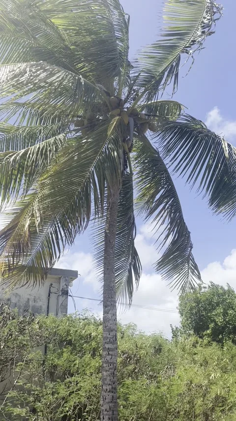 Coconut palm tree swaying in gentle Caribbean breeze and blue sky Stock Footage 336569282