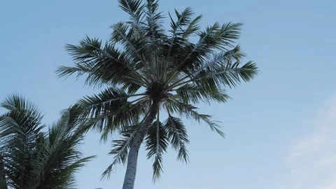 Coconut Palm Tree Swaying in Tropical Breeze Under Maldives Sky Stock Footage 342786173