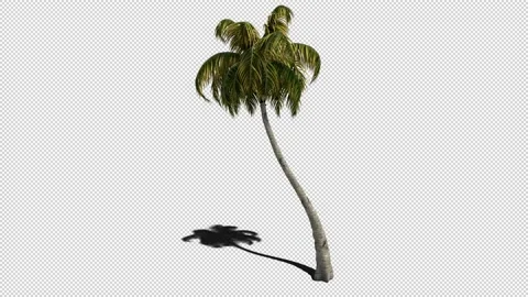 Coconut Palm Tree Swaying in the Wind with Shadow Loop with Alpha Stock Footage 204810935