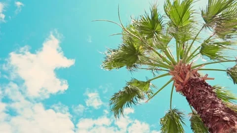 Coconut palm tree swaying in the wind on blue sky Stock Footage 233543076