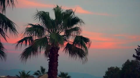 Coconut palm tree swaying in the wind on red sunset sky Stock Footage 236243016