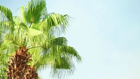 Coconut palm tree swaying in the wind on blue sky Stock Footage 237007752