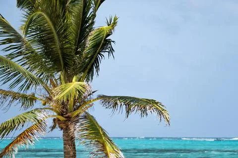 Coconut palm tree swaying in the wind on a colombian beach Stock Photos