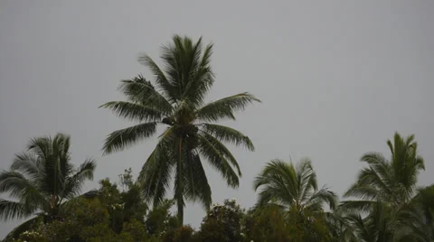 Coconut palm tree timelapse. Stock Footage 39668413