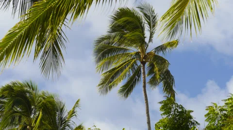 Coconut palm tree timelapse. Video stock 39668948