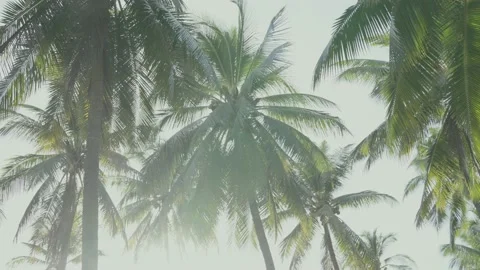 Coconut palm tree on tropical beach blue sky , Vintage nature background Stock Footage 219245702