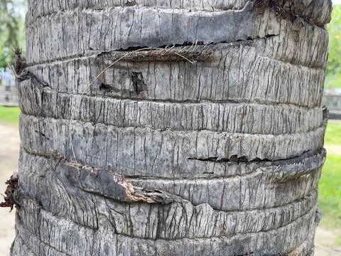 Coconut palm tree trunk closeup. The texture of the bark. Stock Photos