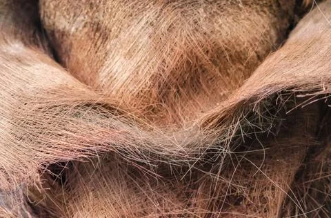 Coconut palm tree trunk pattern close up tropical background pattern cocon... Stock Photos