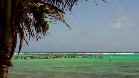 Coconut palm tree, turquoise Caribbean Sea water, wooden pear in the distance Stock Footage 144457071