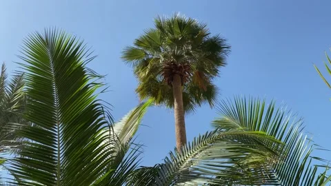 Coconut palm tree under blue sky. Vintage background. Travel card. Tourism, v Stock Footage 234457490
