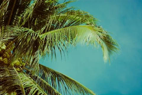 Coconut palm tree under blue sky. Vintage background. Retro toned poster. Stock Photos
