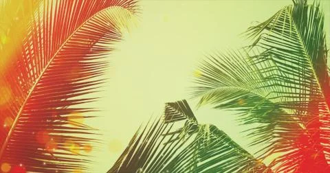 Coconut palm tree under blue sky. Vintage background with bokeh and flares. Stock Photos