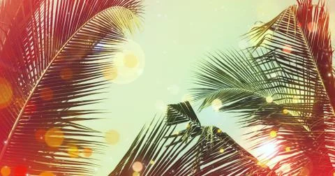 Coconut palm tree under blue sky. Vintage background with bokeh and flares. Stock Photos