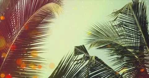 Coconut palm tree under blue sky. Vintage background with bokeh and flares. Stock Photos