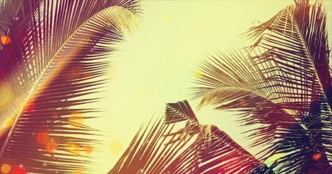 Coconut palm tree under blue sky. Vintage background with bokeh and flares. 库存照片