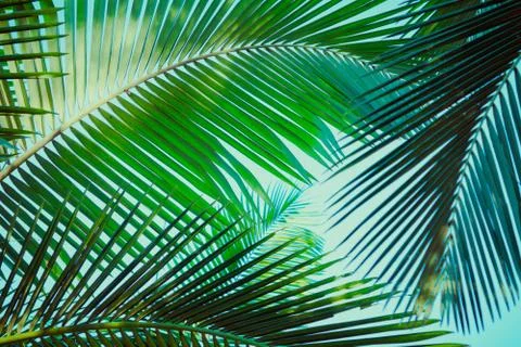 Coconut palm tree under blue sky. Vintage background. Retro toned poster. 스톡 사진